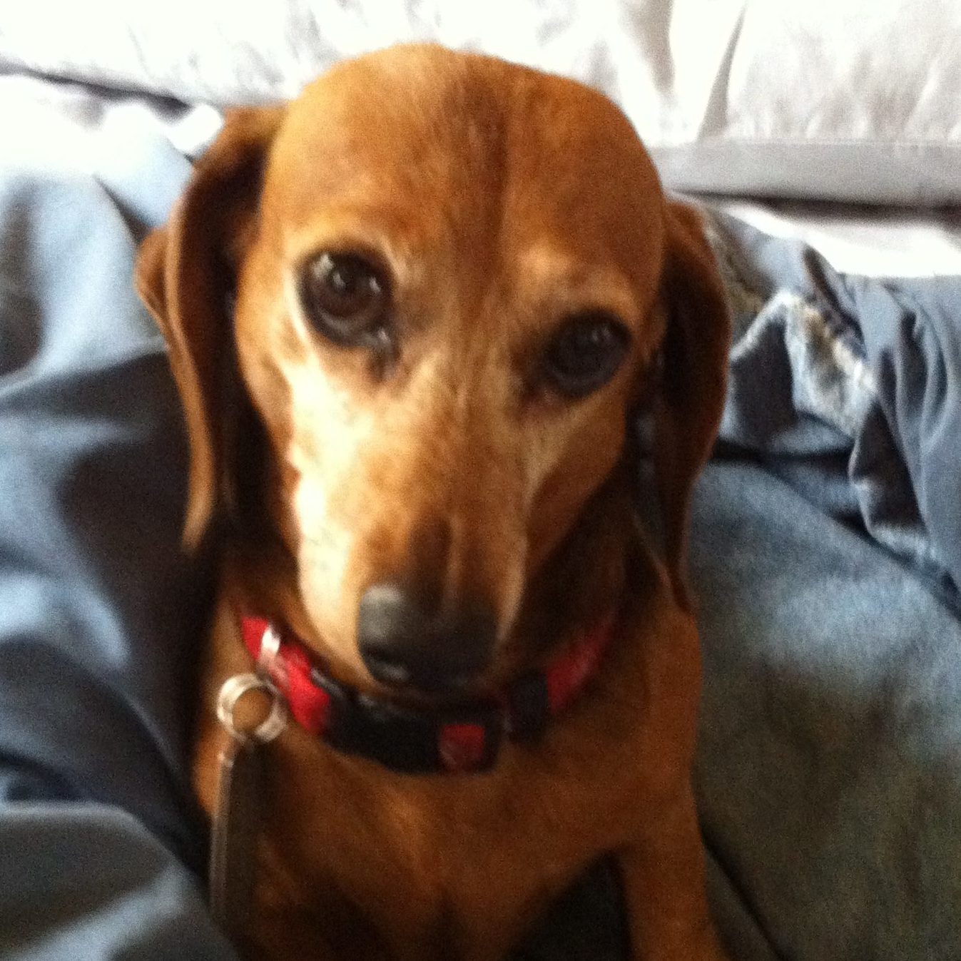 Who we are - Daisy from BuddysBonz