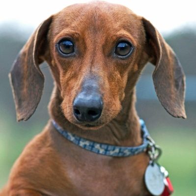 Who we are - Ozzie from BuddysBonz