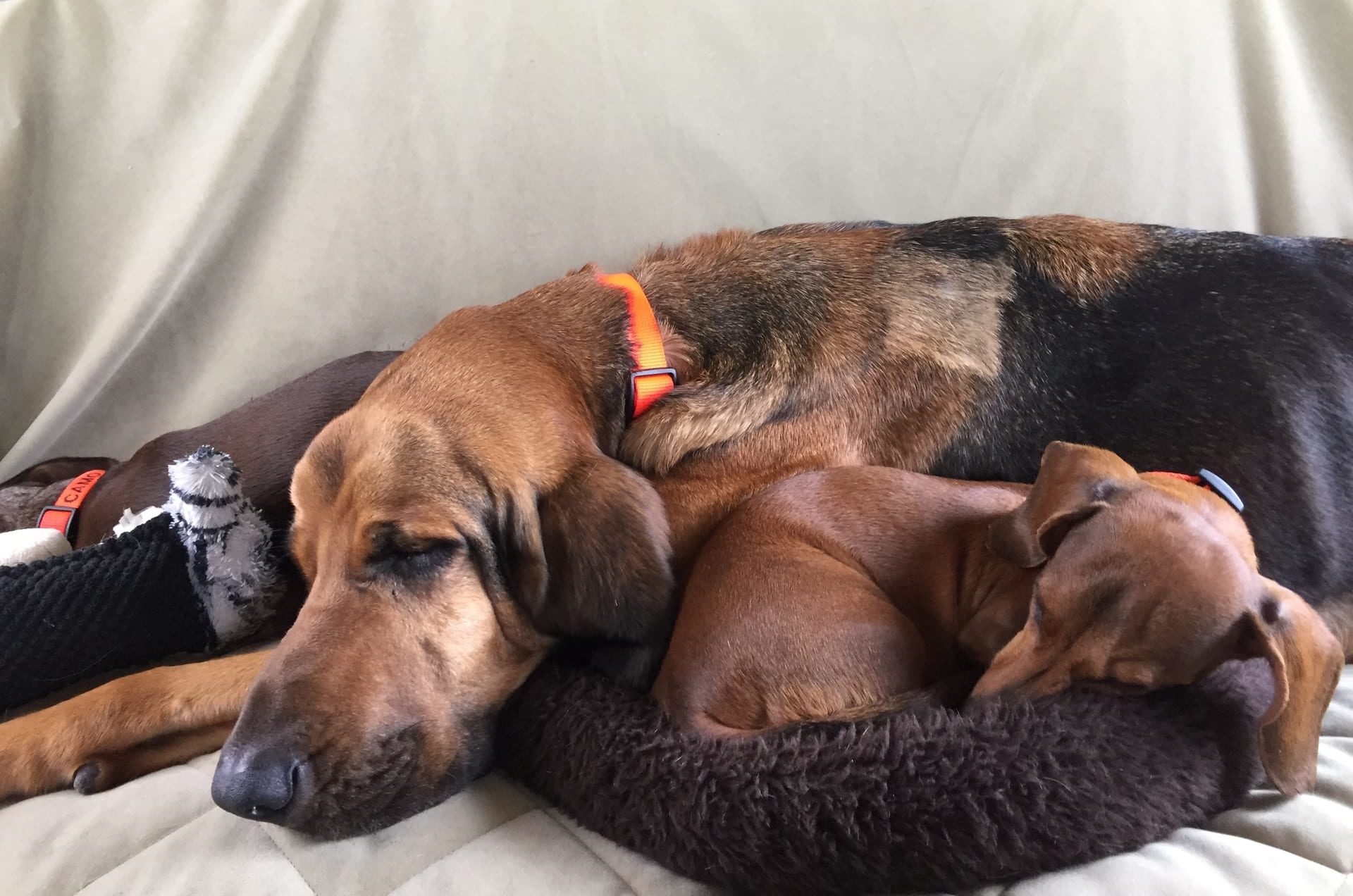 duke_and_ozzie
