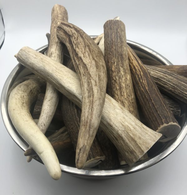 Moose Tines Dog Chew Main Image