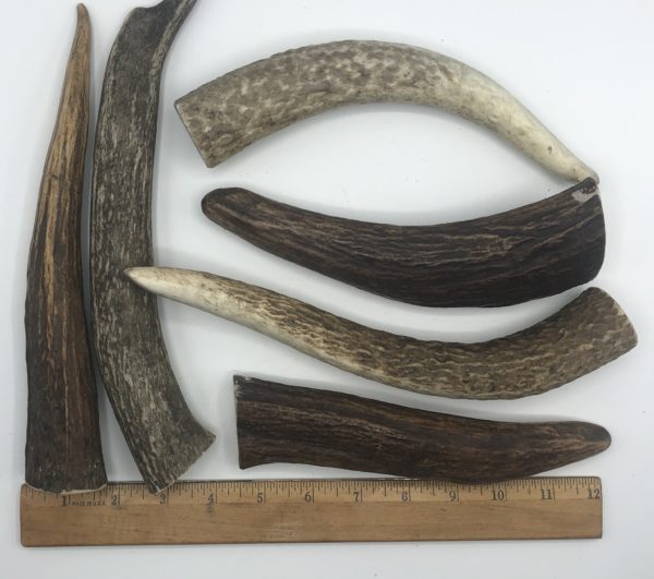 Moose Antler Tinez - Image 3
