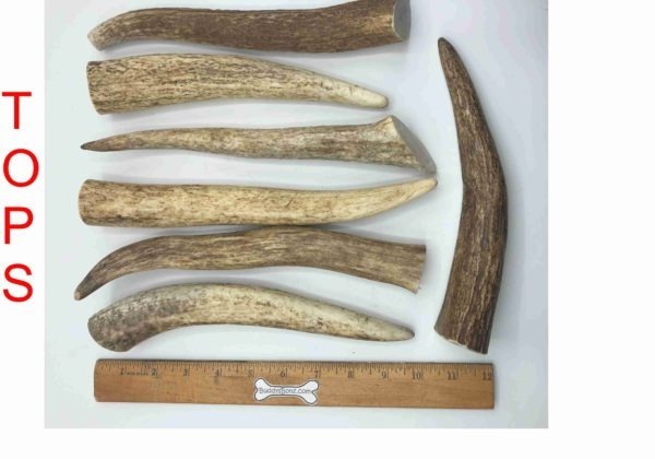 Moose Antler Dog Chew