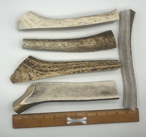 Moose Antler Splitz - Image 2