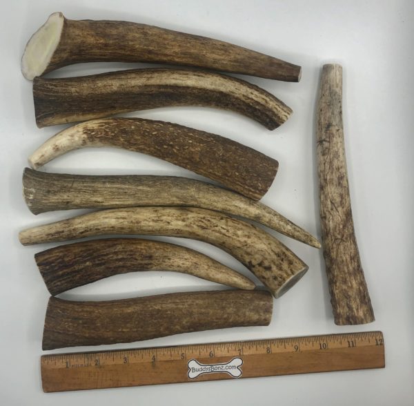 Moose Antler Tinez - Image 7