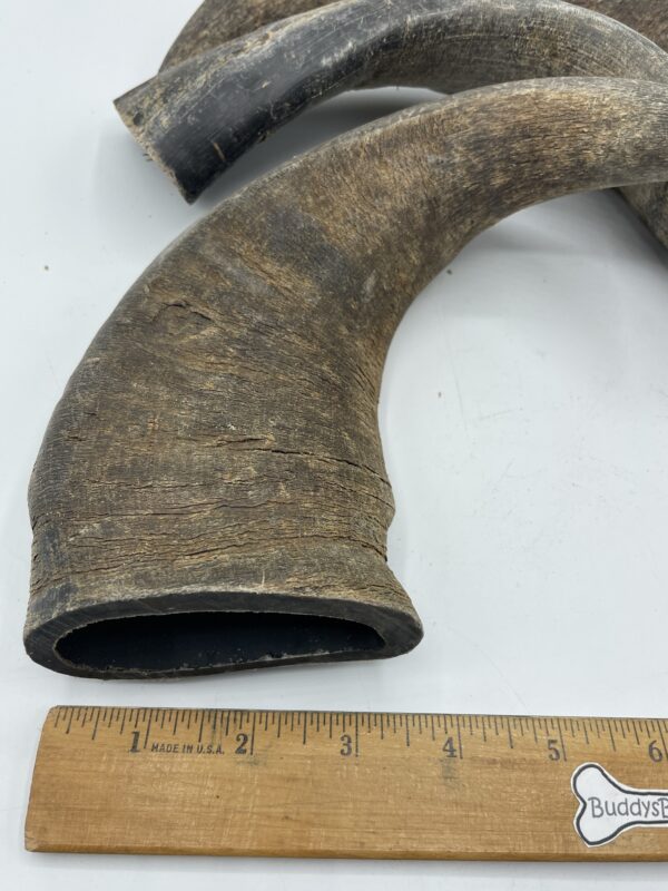 Big Hornz - Image 5