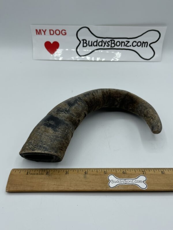 Big Hornz - Image 3