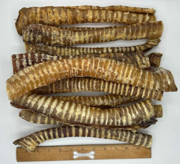 Tracheaz (Large) - Image 3