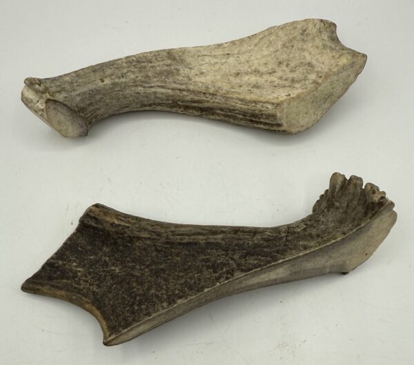 Moose Antler Palmz