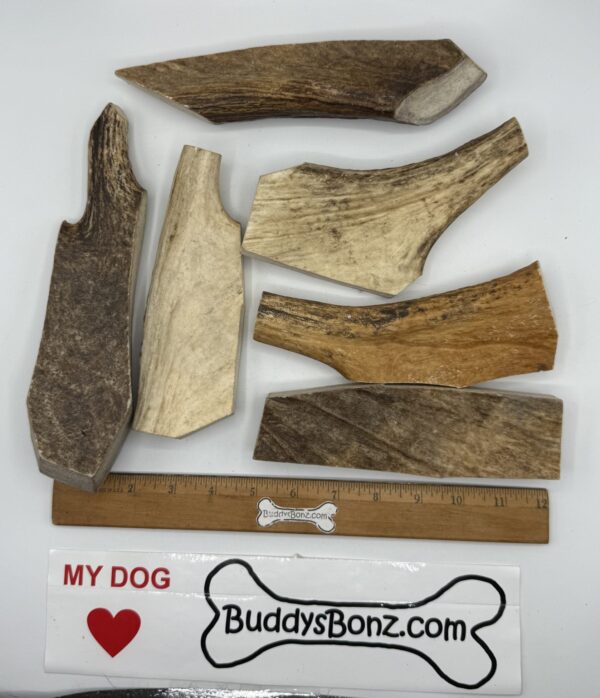 Moose Antler Palmz - Image 2