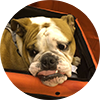 bull_dog_circle