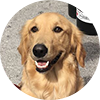 dog_circle