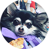 dog_circle_carry